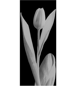 Ganzglastür Tulpe Gelasert Auf Klarglas