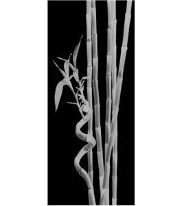 Pendeltür Bambus Gelasert Auf Klarglas