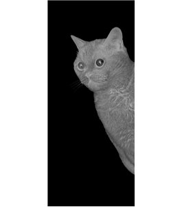Glasschiebetür ECO-LINE Cats Gelasert Auf Klarglas