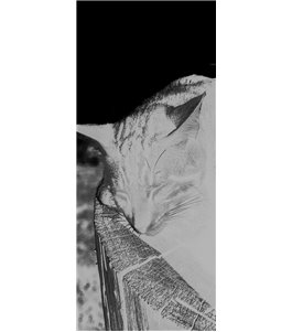 Glasschiebetür ECO-LINE Dreaming Kitty Gelasert Auf Grauglas