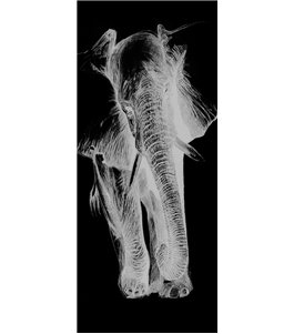 Glasschiebetür SLIM-LINE Elefant Gelasert Auf Klarglas