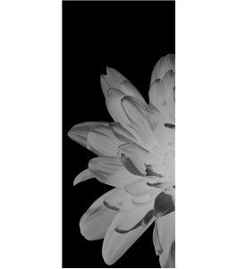 Glasschiebetür SLIM-LINE Blume 2 Gelasert Auf Grauglas