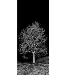 Lichtausschnitt Baum Gelasert Auf Grauglas