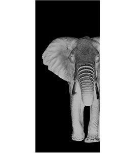Lichtausschnitt Elefant 2 Gelasert Auf Grauglas